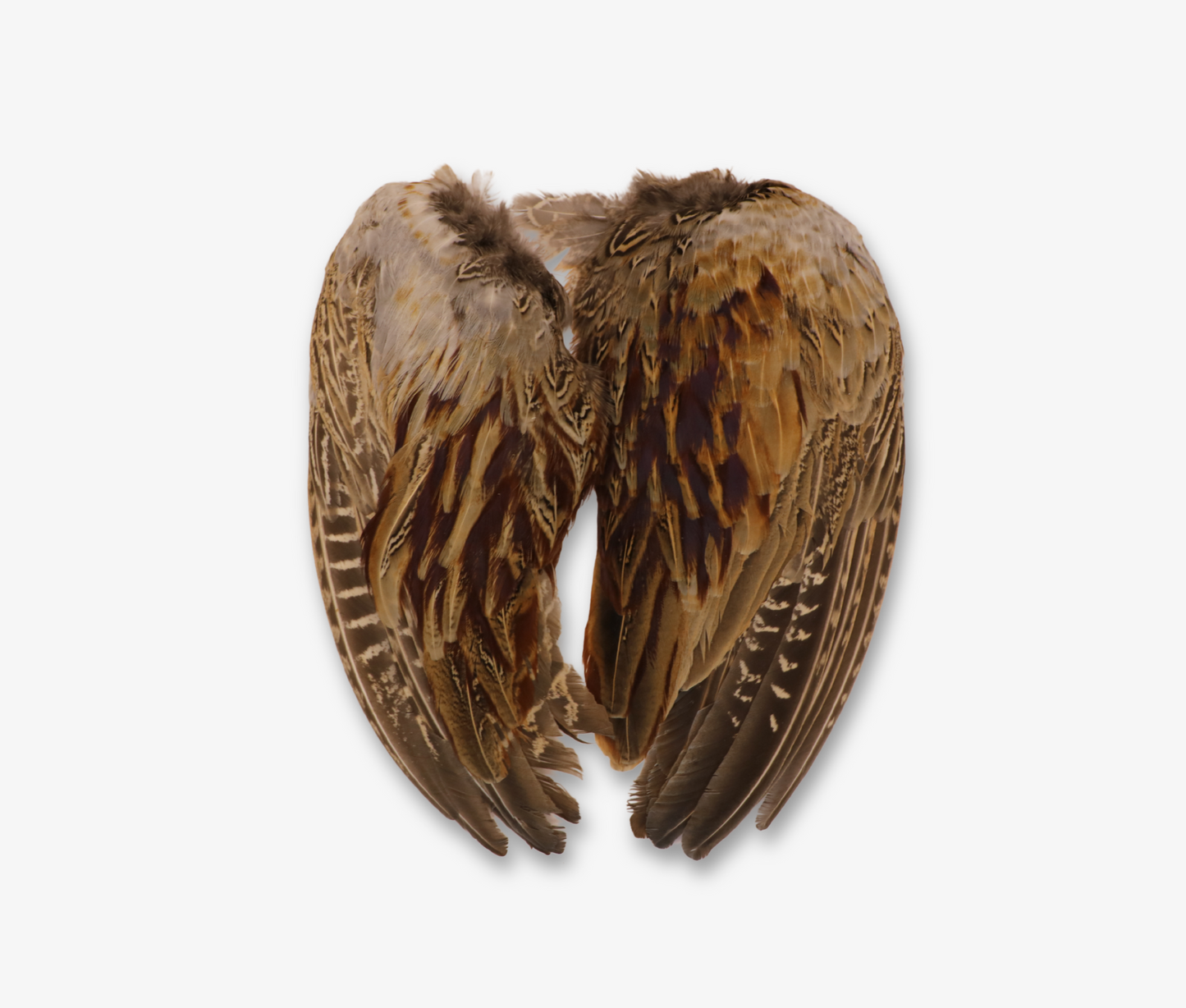 Air Dried Cock Pheasant Wings image 2
