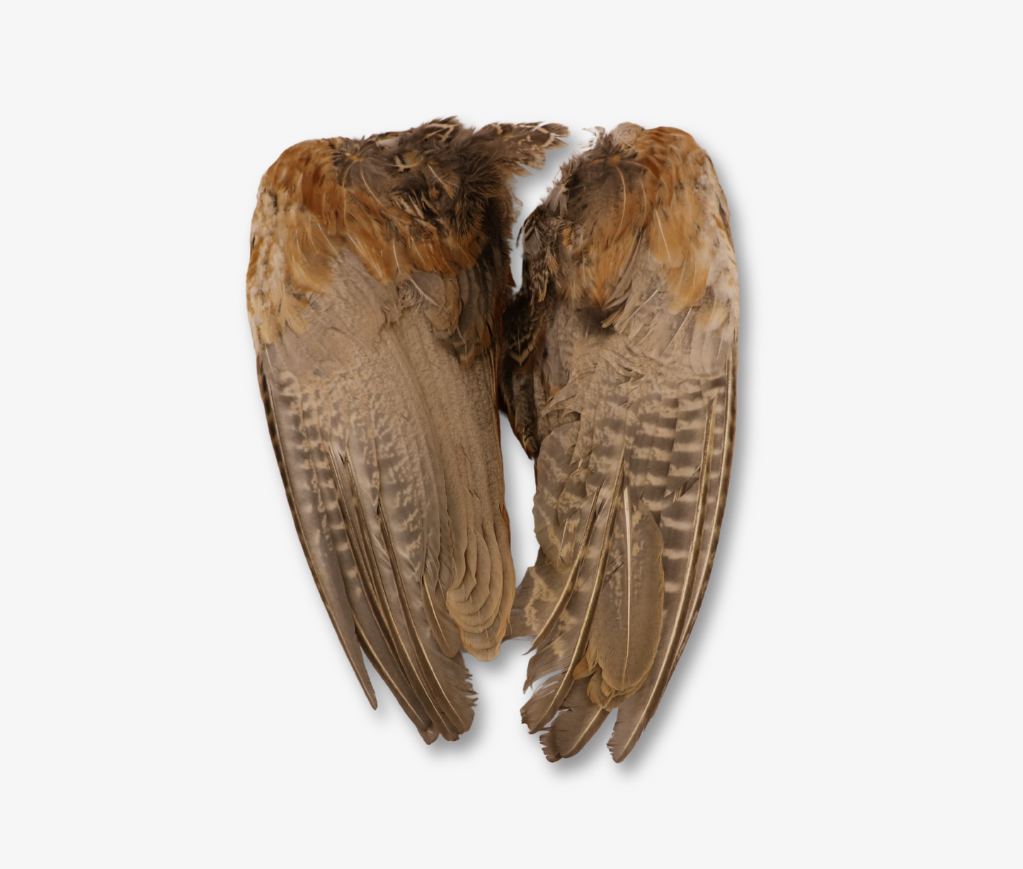 Air Dried Cock Pheasant Wings image 1