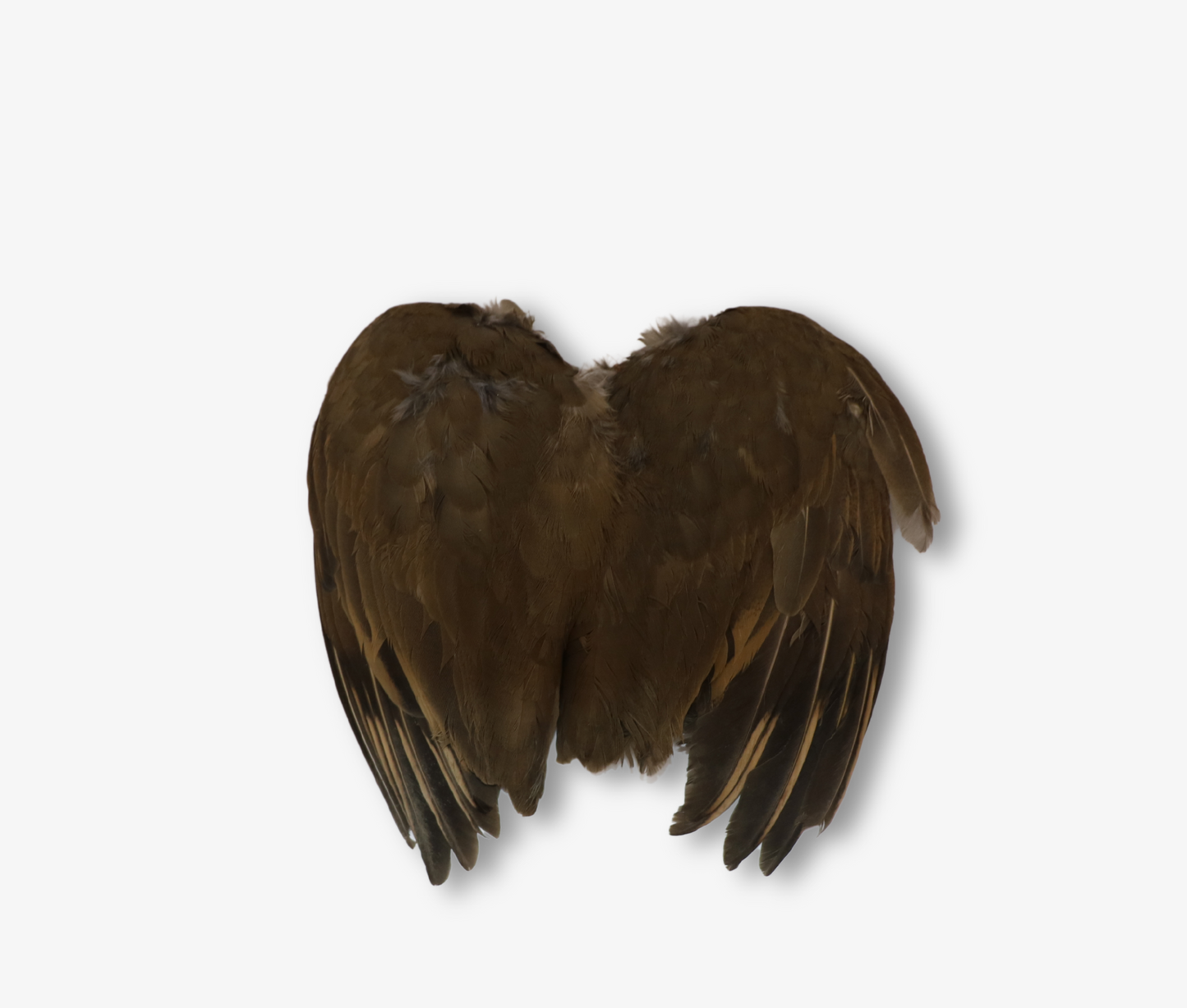 Air Dried French Partridge Wings image 2