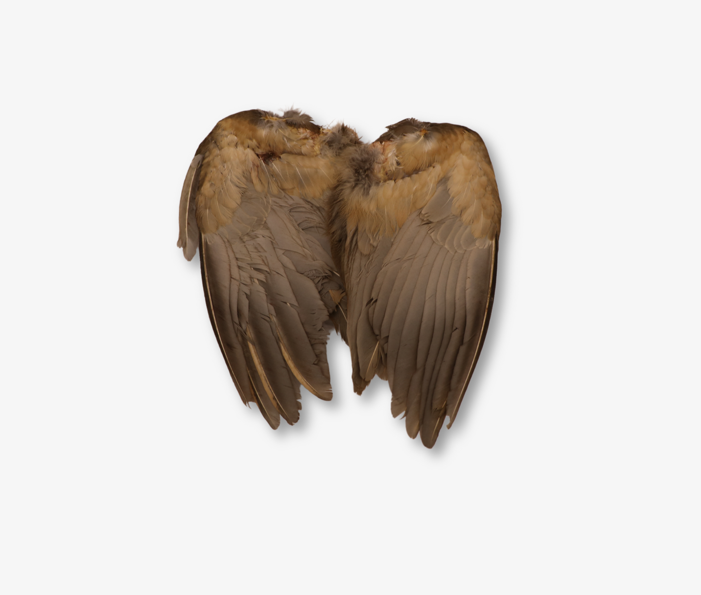 Air Dried French Partridge Wings image 1