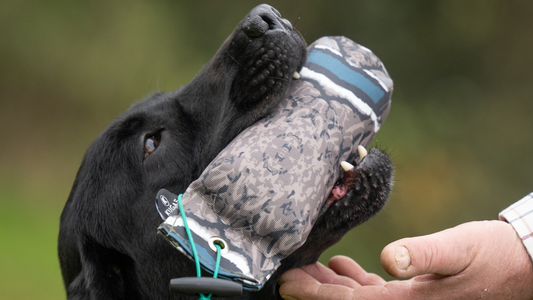Puppy Training Must-Haves for Gundog Breeds (Working & Pet)