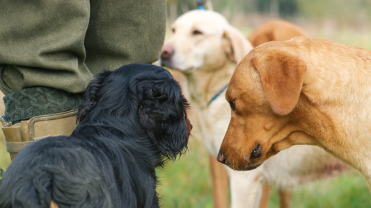 The History of Gundogs: From Early Hunters to Modern Companions