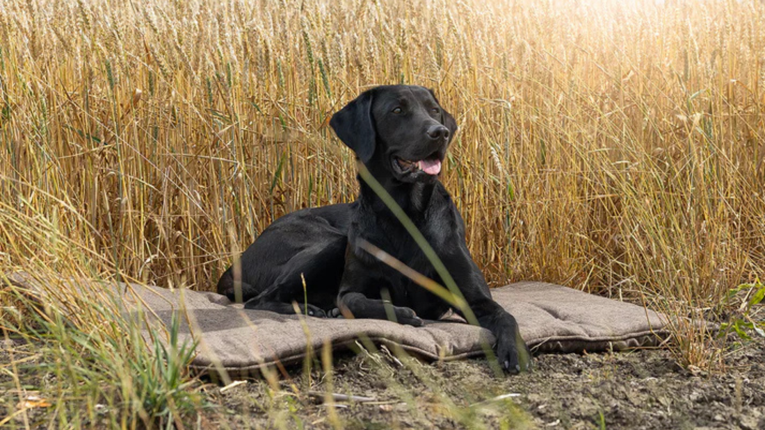 Kugae Gundogs x Lords & Labradors: A Partnership of British Quality and Design