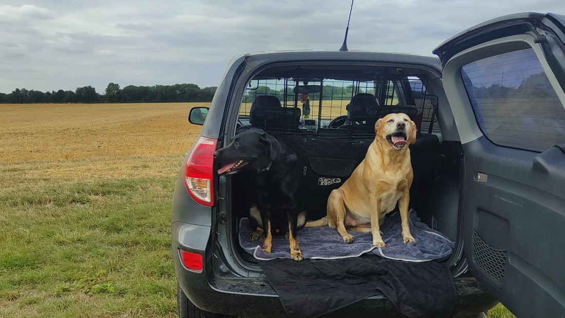 Albie’s Journey – From a Challenging Start to a Confident Working Labrador
