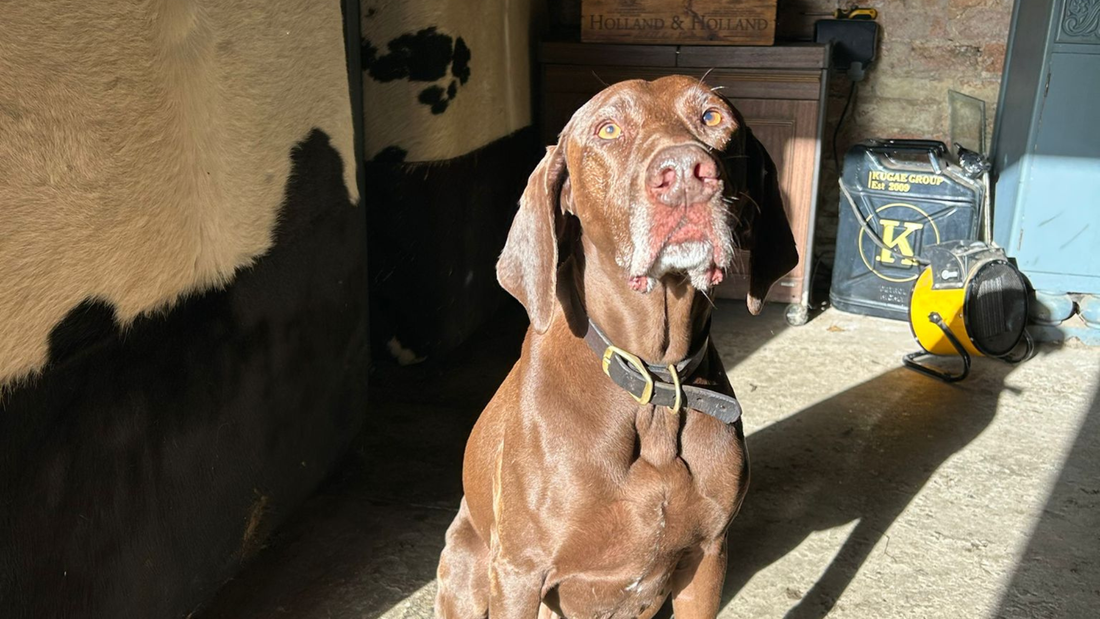 Fritz the Rescue Gundog Visits the UK
