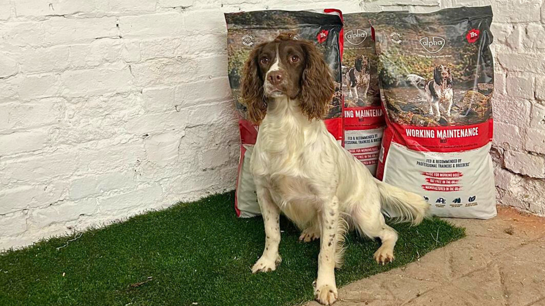 Exciting New Partnership: Kugae Gundogs and Alpha Feeds