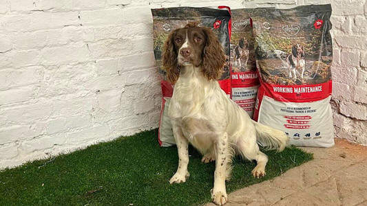 Exciting New Partnership: Kugae Gundogs and Alpha Feeds