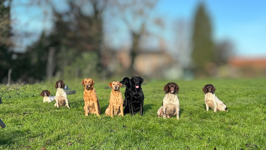 Introducing The Kugae Gun Dogs: Our Pick Up Team