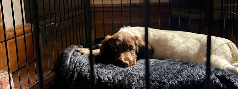 Puppy asleep on a bed in a crate