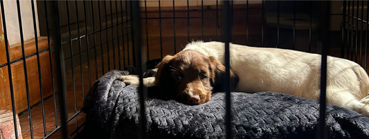 Puppy asleep on a bed in a crate