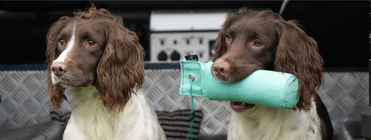 Gundog Breeds: Pet vs Working Dogs