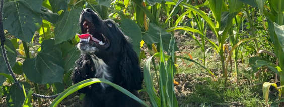 Part Trained Gundogs Available