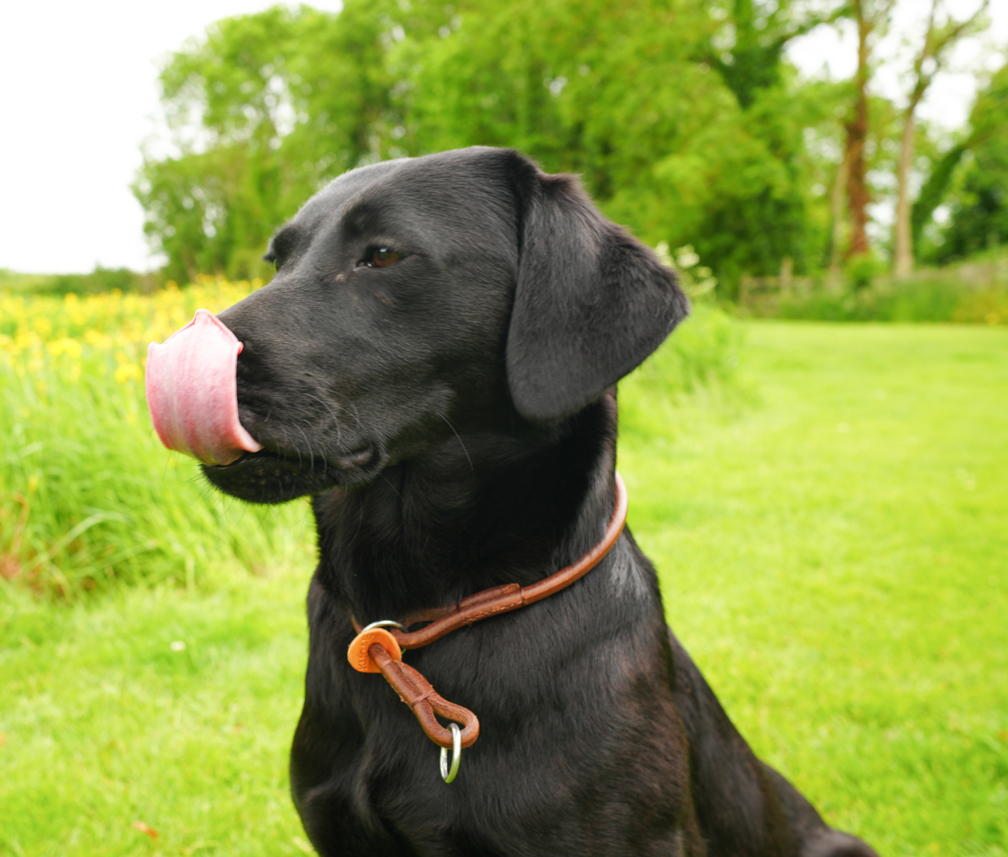 Kugae Leather Training Collar image 1