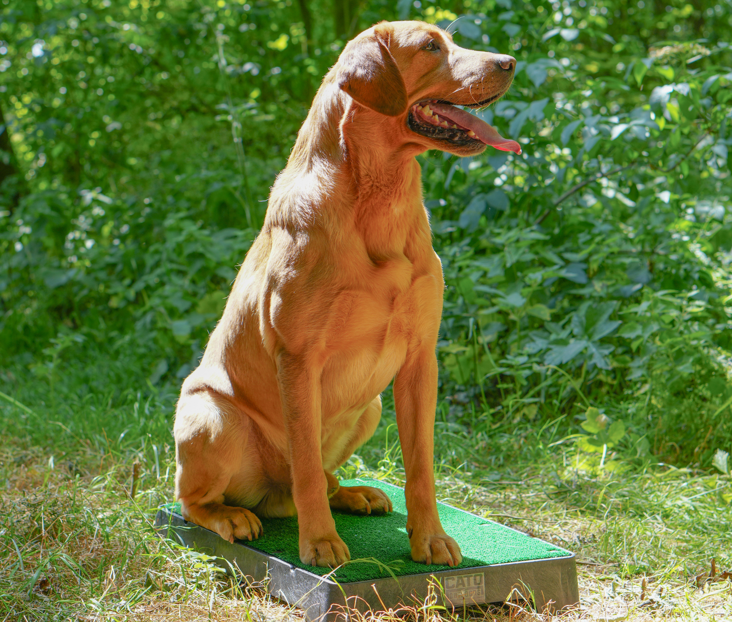 White Turf Cato Place Board