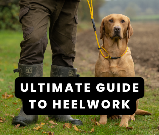 Heel Training for Gundogs: A Step-By-Step Guide For Pets & Working Dogs