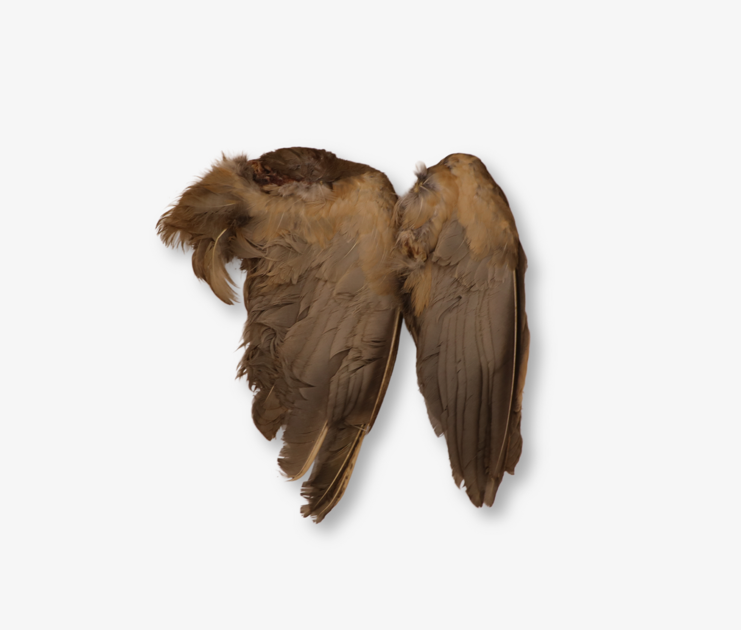 Air Dried French Partridge Wings image 4