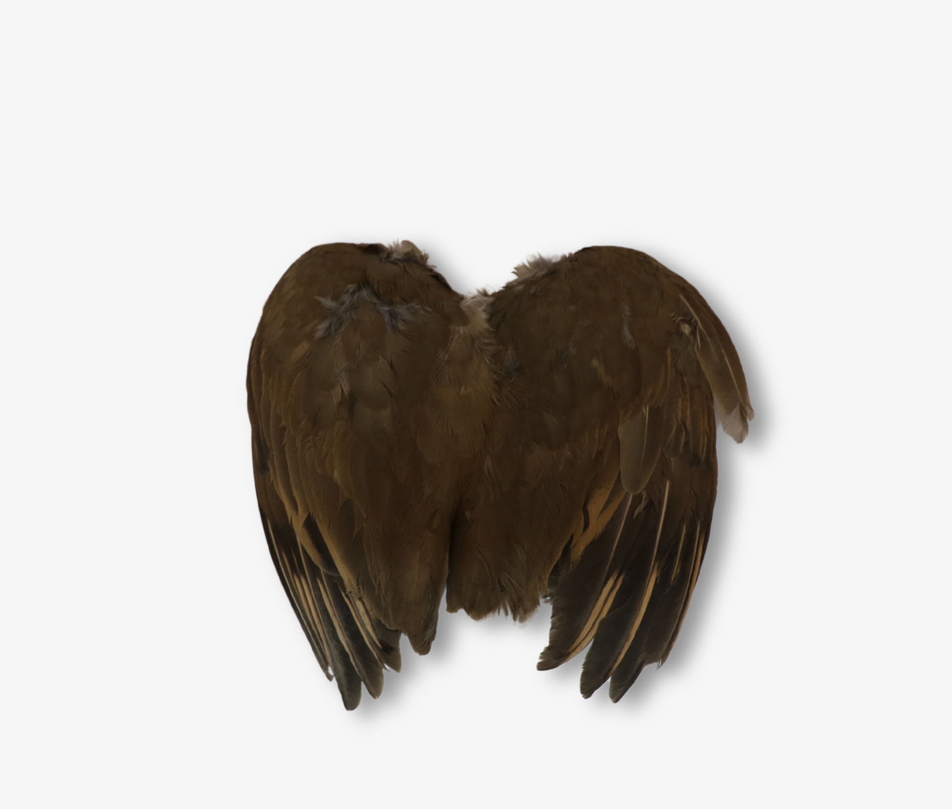 Air Dried French Partridge Wings image 2