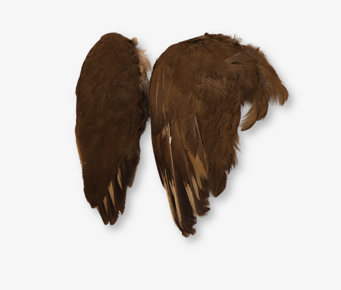 Air Dried French Partridge Wings image 3